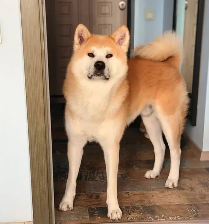 Akita Inu standing by the door with its curious face
