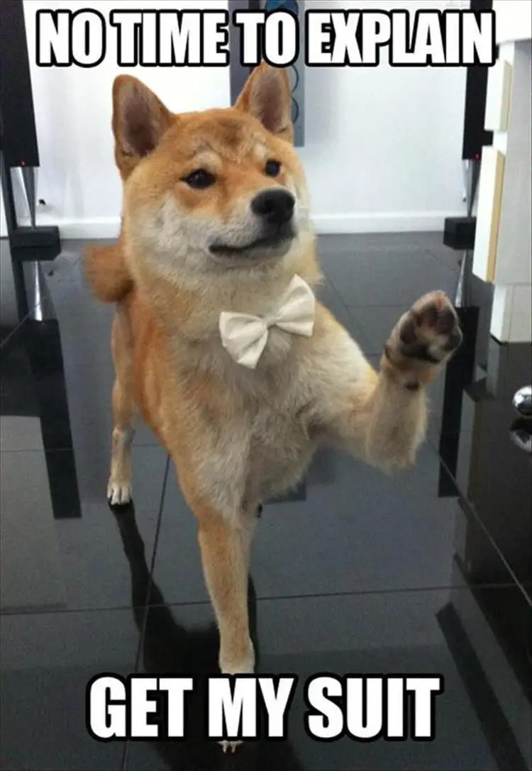 Akita Inu wearing a white bow tie around its neck, standing on the floor while raising is one paw photo with a text 
