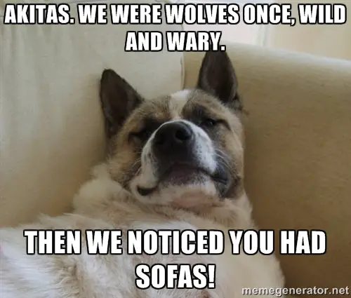 sleepy Akita Inu lying on the couch photo with a text 