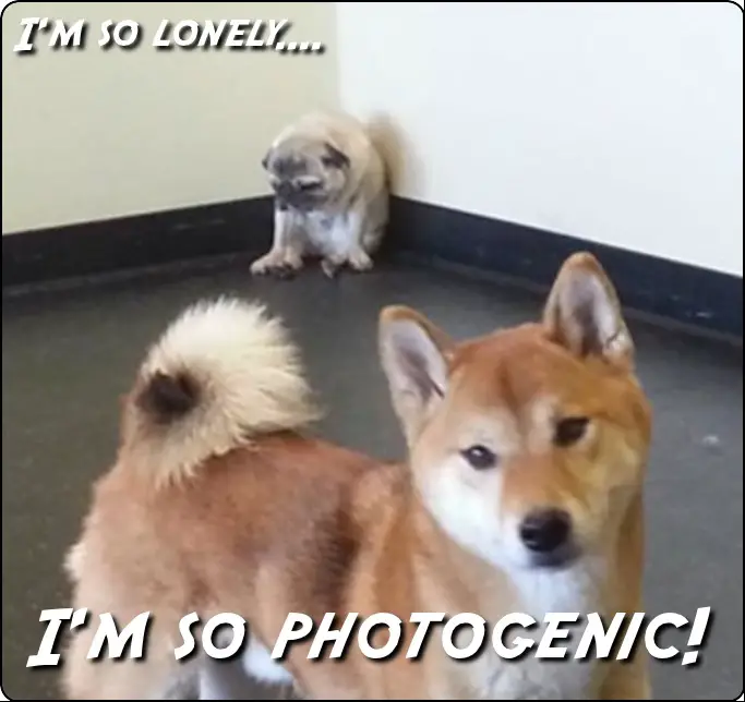 photo of Akita Inu standing on the floor with a text 