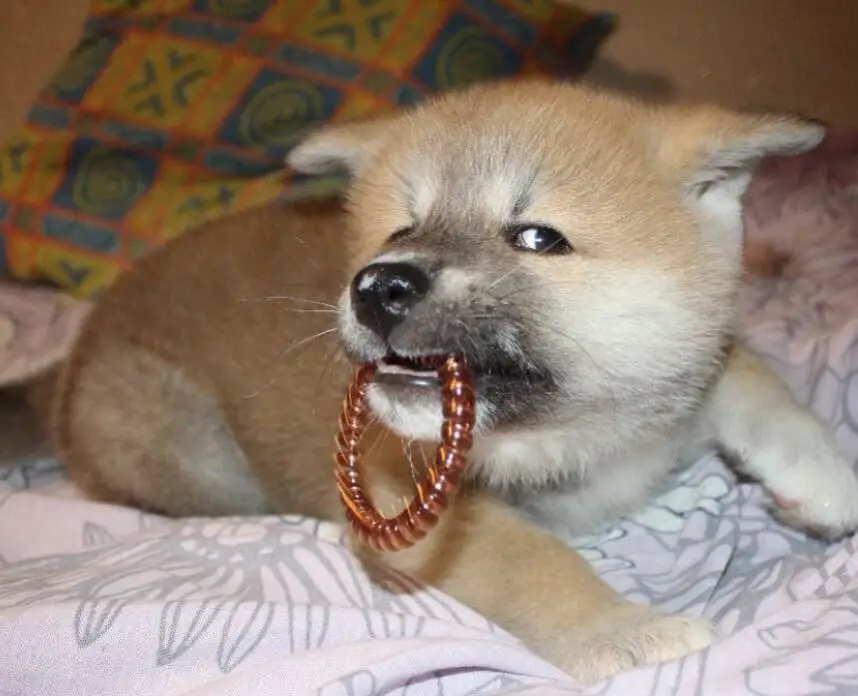 Akita Inu puppy lying on the bed with a hair tie in its mouth