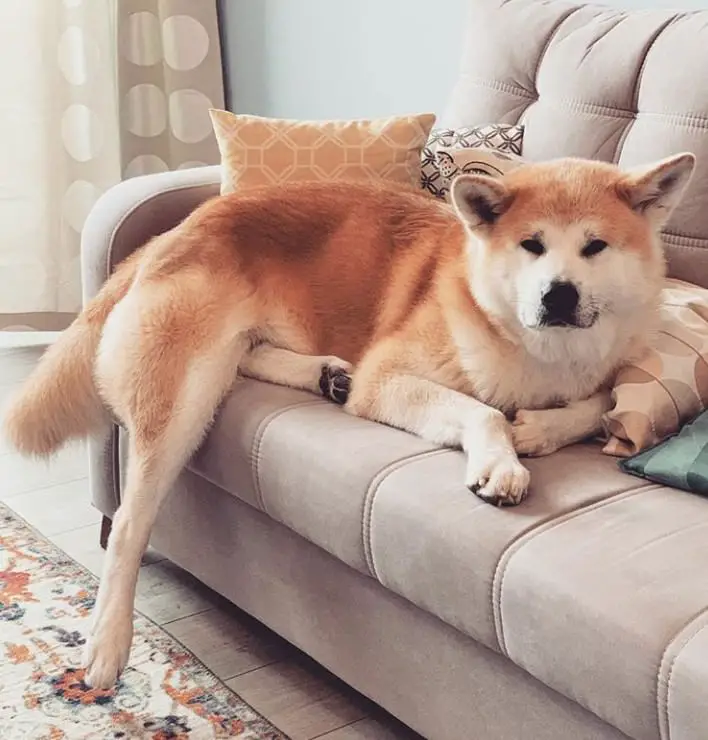 Akita Inu lying on top of the couch