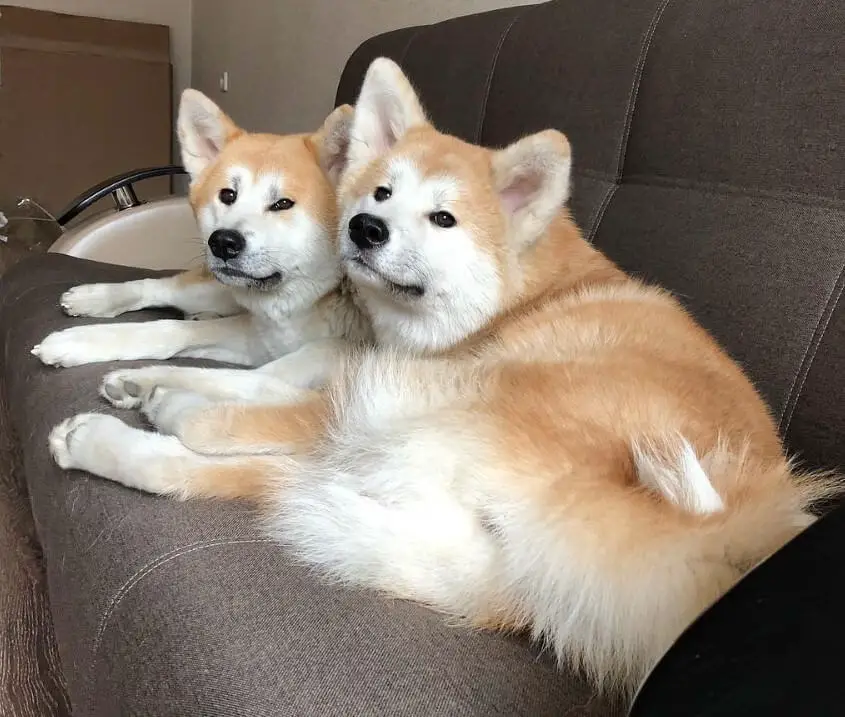 two Akita Inus lying next to each other on top of the couch