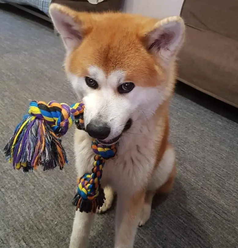 Akita Inu sitting on the floor with a tug toy in its mouth