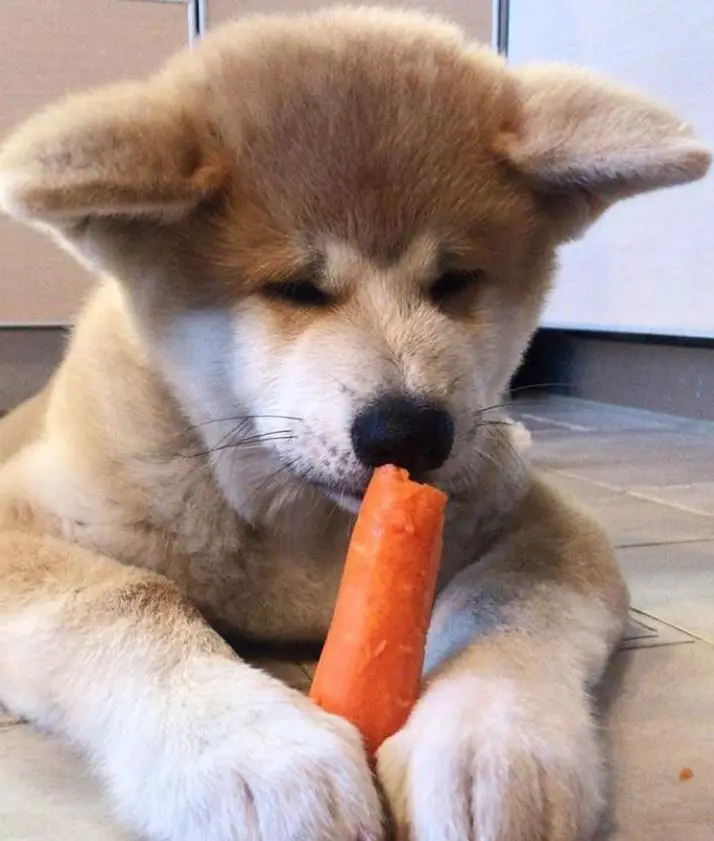 Akita Inu puppy lying down on the floor while eat a carrot