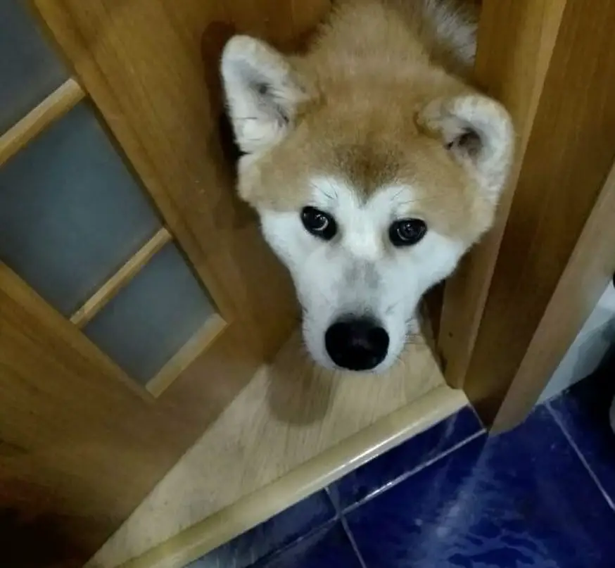 Akita Inu peeking on an open door