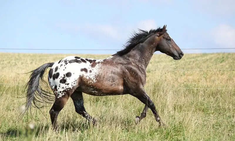 140 Appaloosa Horse Names The Paws