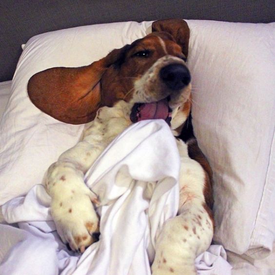 A Basset Hound lying on the bed while eating he blanket