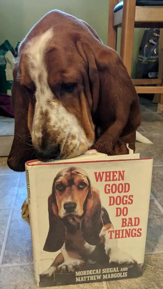 A Basset Hound sitting behind a book with its picture and with title - When good dogs do bad things