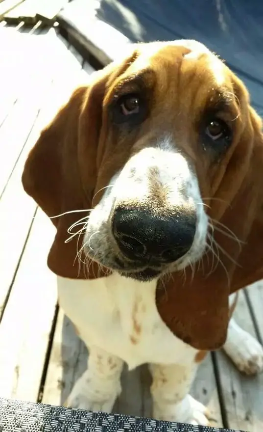 A Basset Hound sitting on the wooden floor with its begging face