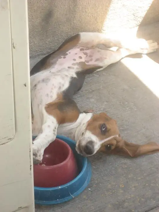 A Basset Hound lying on the pavement in front of its bowl