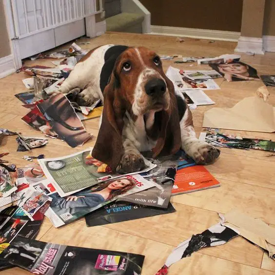 A Basset Hound lying on the floor with torn pages of magazine