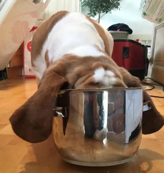 A Basset Hound eating from a large pot on the floor