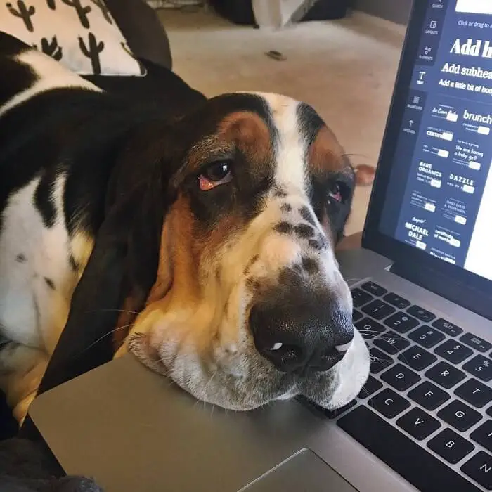 A Basset Hound lying next to the laptop