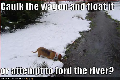 Basset Hound smelling the water on the river photo with a text 