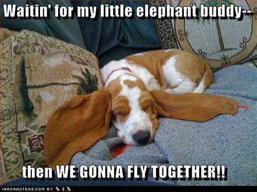 Basset Hound puppy sleeping on the couch with its ears spread out photo with a text 