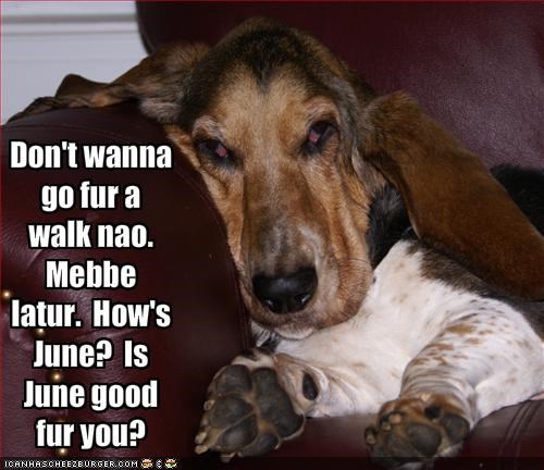 Basset Hound lying on the couch while looking up photo with a text 