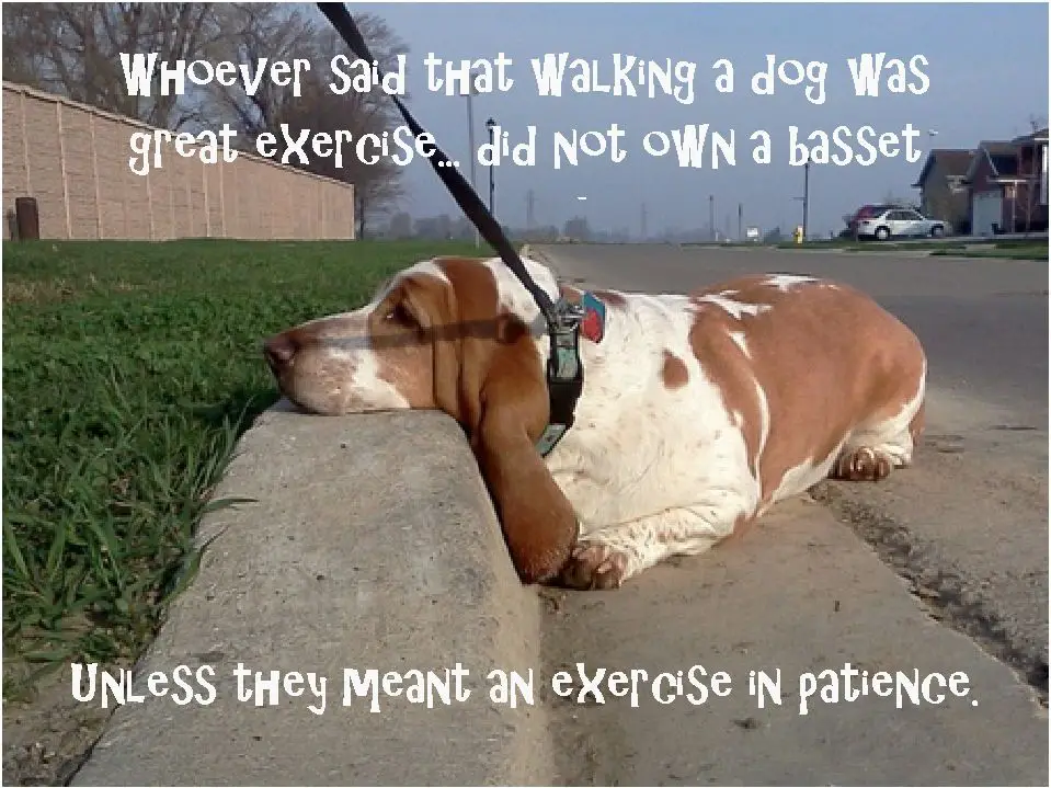 tired Basset Hound lying on the street photo with a text 