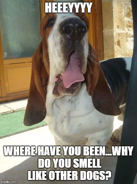 Basset Hound with its mouth open photo with a text 