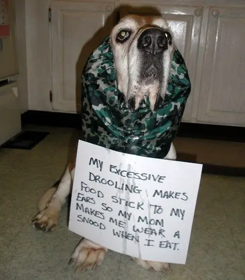 Basset Hound sitting on the floor wearing a snood and a paper with a note that says 