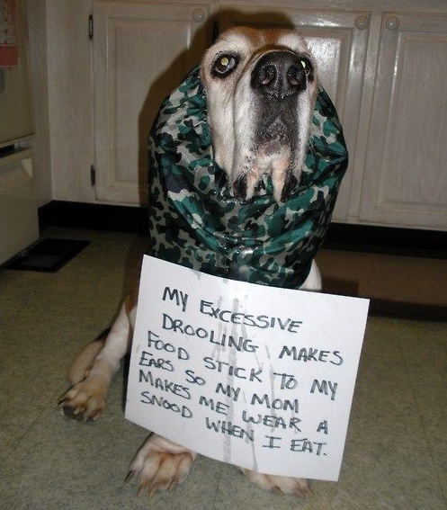 Basset Hound sitting on the floor wearing a snood and a paper with a note that says 