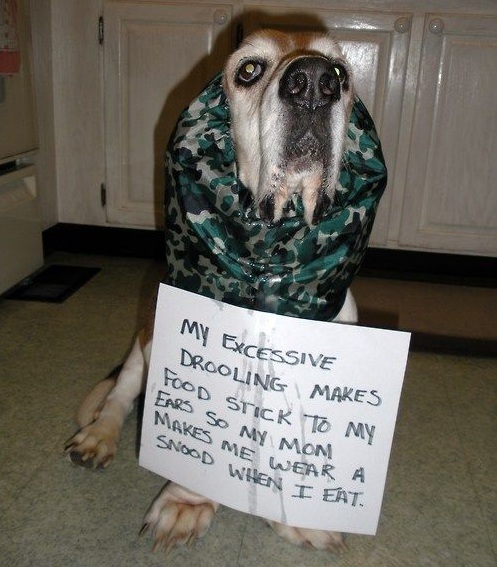 Basset Hound sitting on the floor wearing a snood and a paper with a note that says 