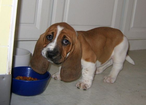 A Basset Hound puppy standing on the floor in front of its bowl of food