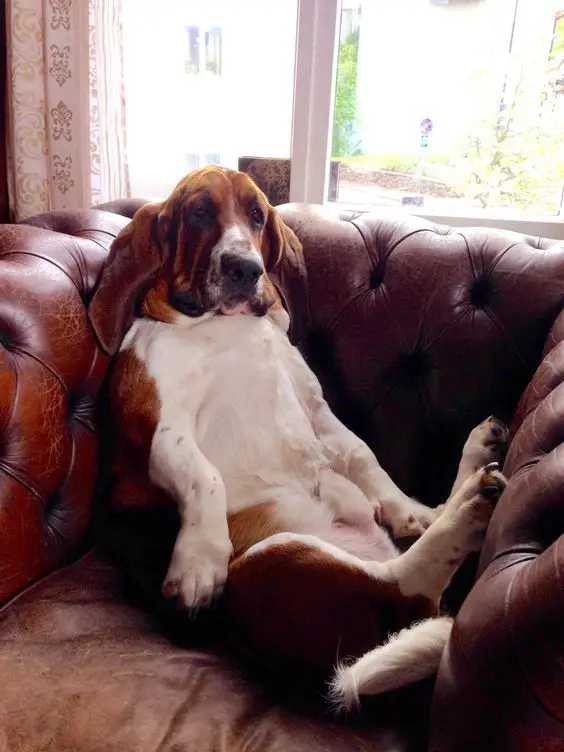 A Basset Hound sitting on the chair