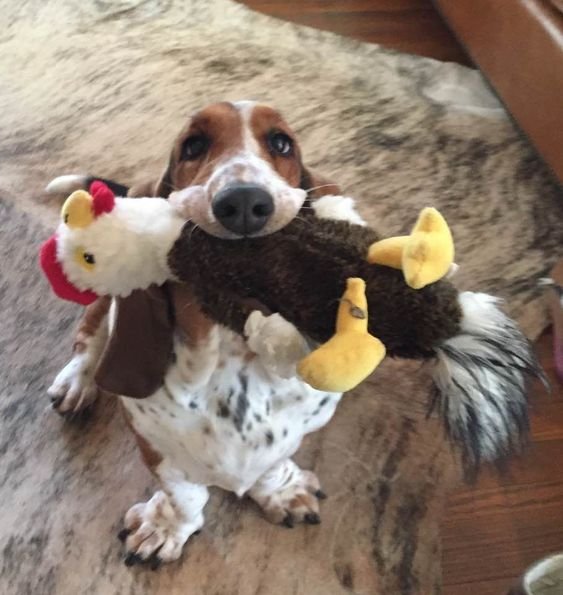 A Basset Hound sitting on the carpet with a stuffed toy in its mouth