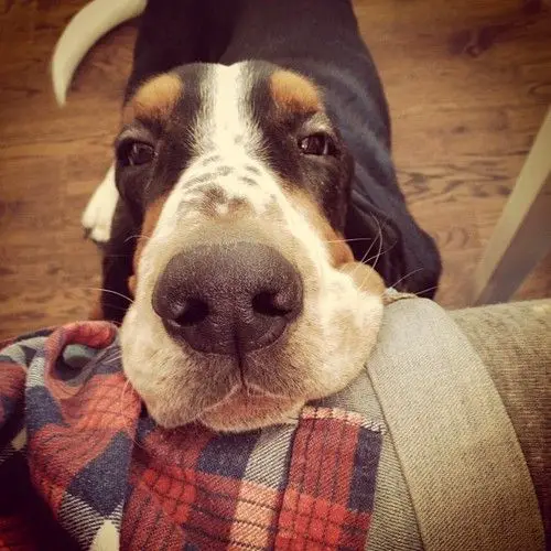 A Basset Hound on the floor with its head on the edge of the couch