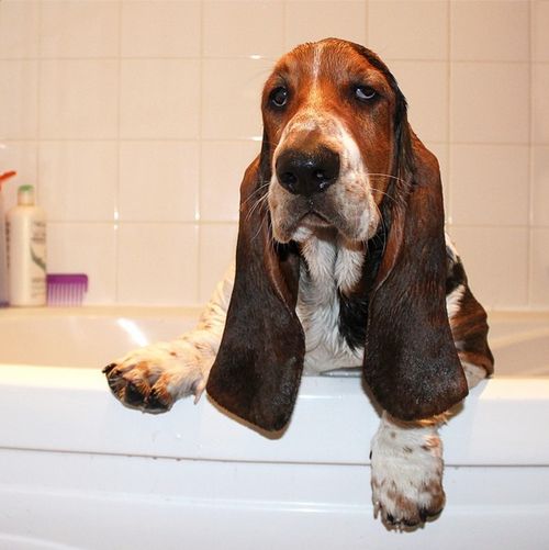 A Basset Hound in the bathtub with its tired face