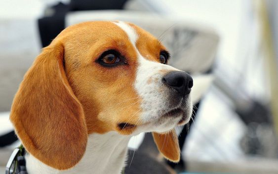 Beagle dog face staring