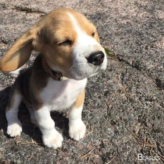 Beagle puppy closing its eyes