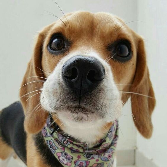 Beagle dog staring and wearing its cute scarf