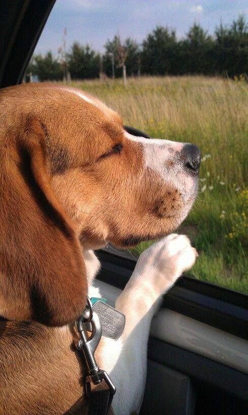 Beagle dog by the car window while closing its eyes