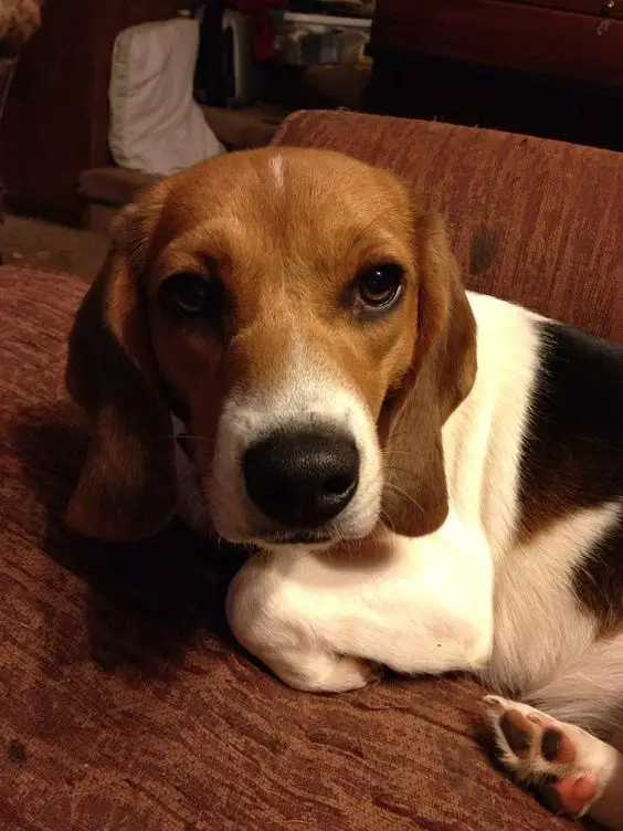 Beagle resting in a couch