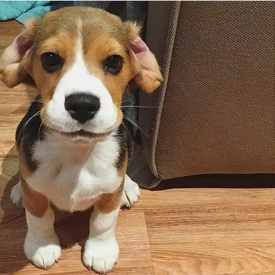 sitting Beagle puppy on the floor beside the couch with a cute face