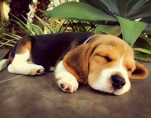 Beagle puppy soundly sleeping