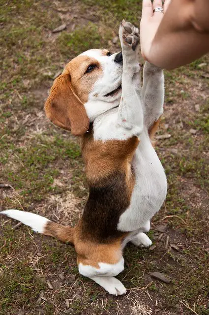 Beagle doing high five with a human