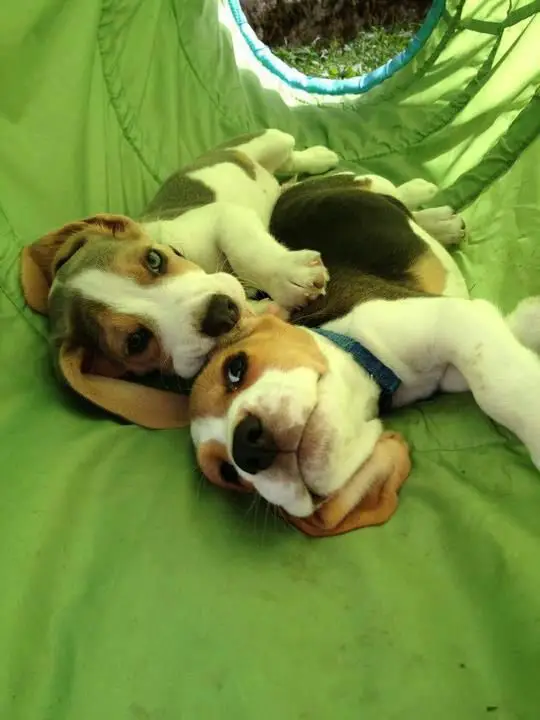 two Beagle lying beside each other