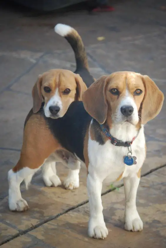 two Beagles looking