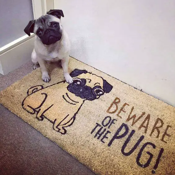Pug sitting beside a carpet with a pug animated print and a text 