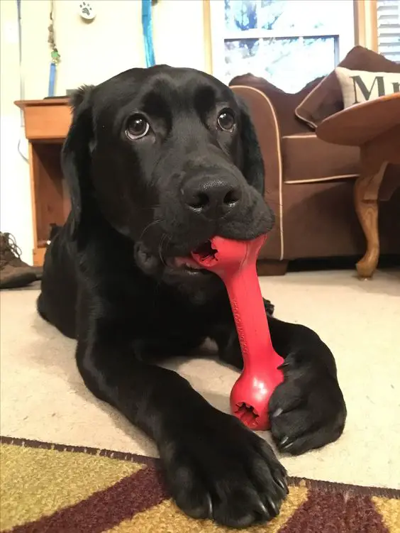 black labrador eating its chew toy