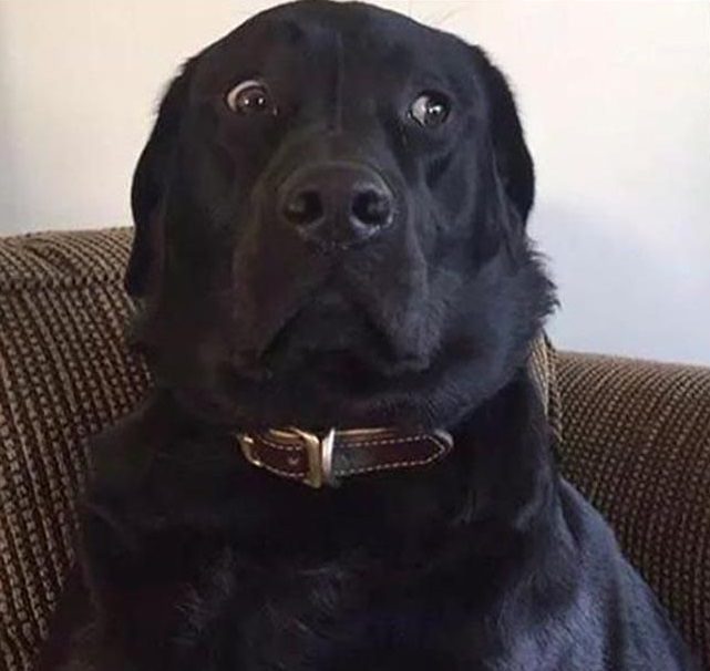 Black labrador with shock face