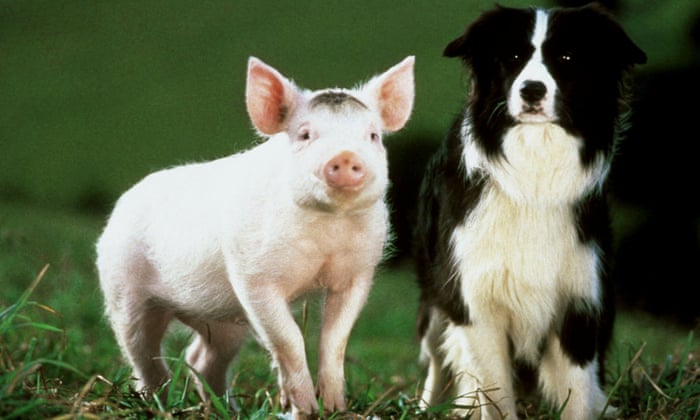 A Border Collie standing in the field next to a pig