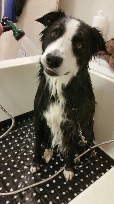Border Collie getting a shower