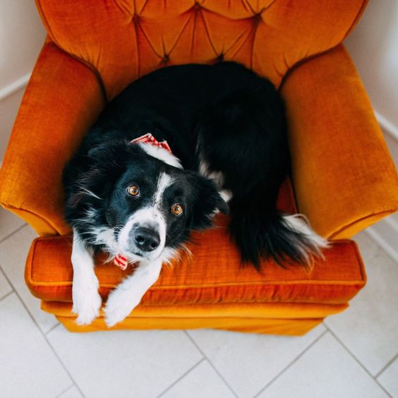 Border Collie sitting in an orange couch