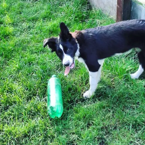 Border Collie in the garden with a plastic bottle in the grass