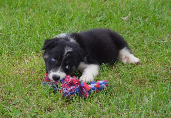 Border Collie puppy in the grass chewing its toy
