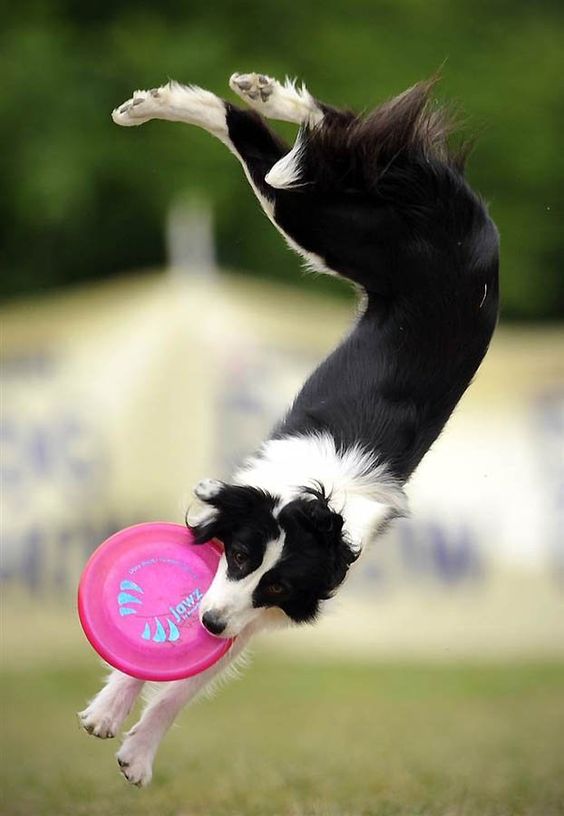  Border Collie dog playing fetch
